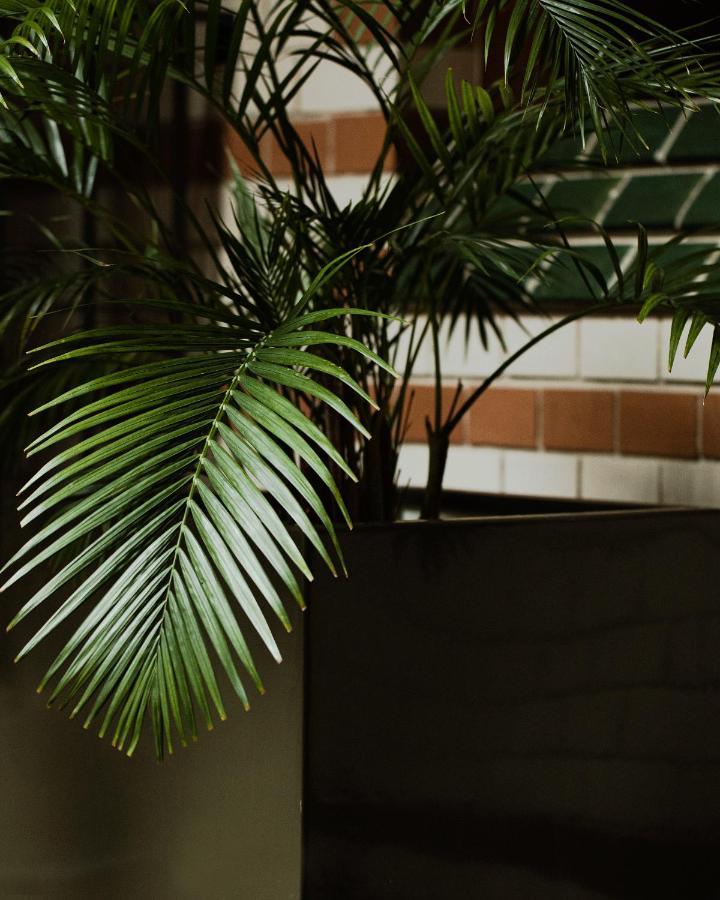 Hotel Monopol วรอตซวาฟ ภายนอก รูปภาพ Chamaedorea elegans